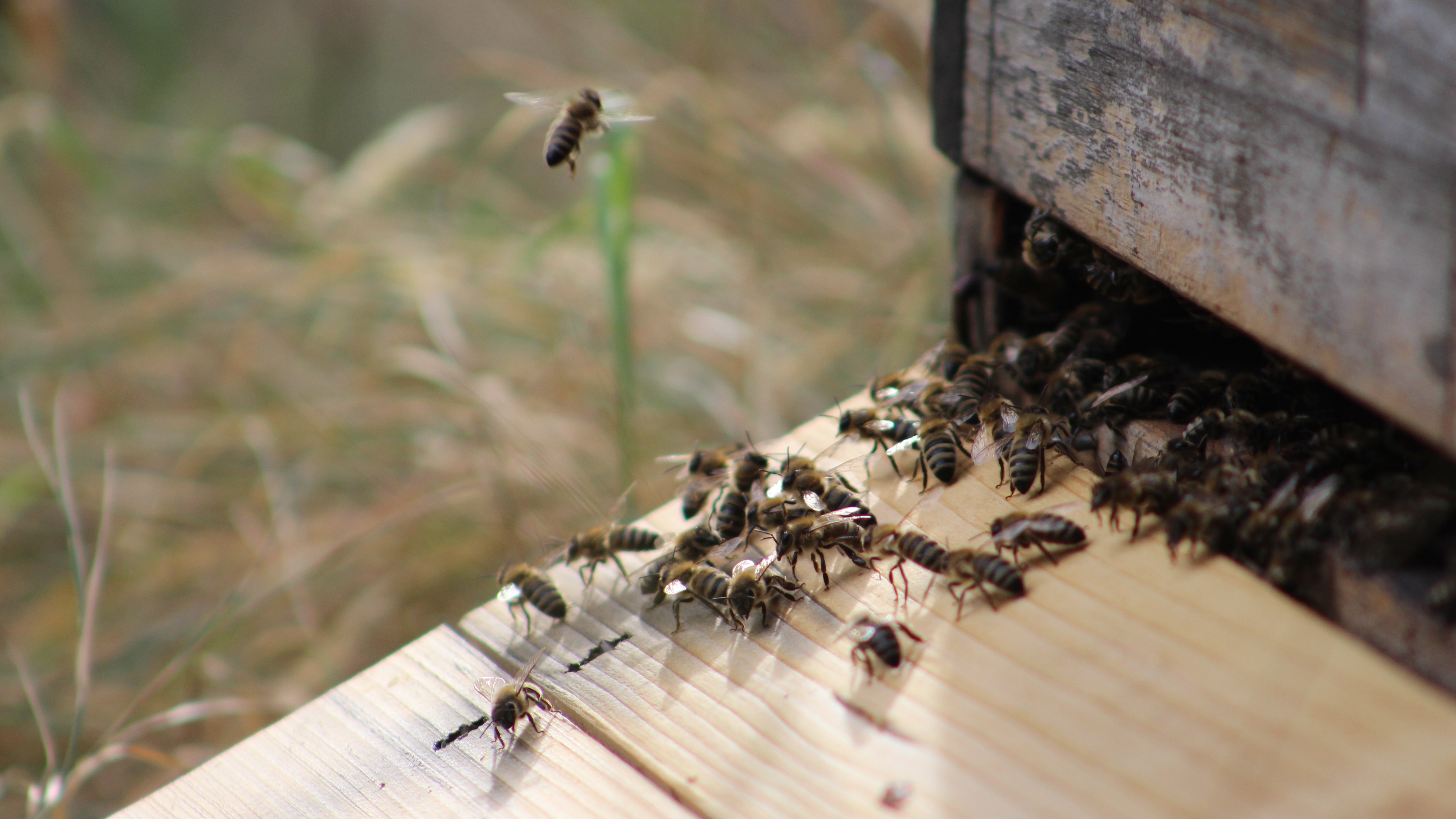 Gemeinschaftlich und generationsübergreifend Bienen halten und schützen