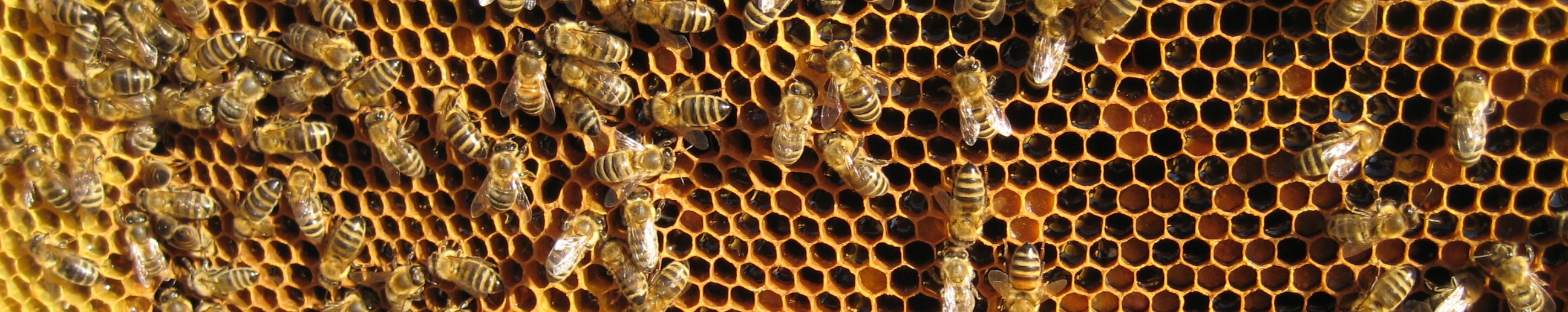 BienenCoop 