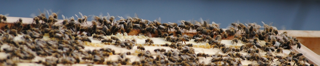 BienenCoop 